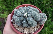 Astrophytum asterias muscle d'occasion  Servian