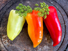 Pusztagold früher paprika gebraucht kaufen  Waigolshausen