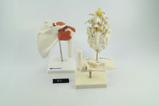 Anatomisches modelle gelenk gebraucht kaufen  Bielefeld