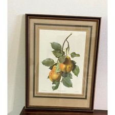 Framed pyrus communis for sale  Jefferson City