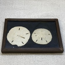 Vintage sand dollar for sale  Sidney