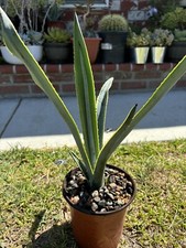 Rare agave tequilana for sale  Norwalk