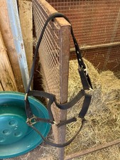 Shires equine horse for sale  ILKLEY
