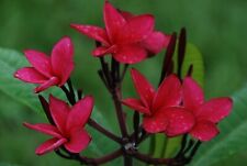 Plumeria fresh cutting for sale  Tampa