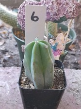Myrtillocactus geometrizans bl for sale  La Mirada