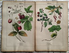 Two hand coloured for sale  FAKENHAM