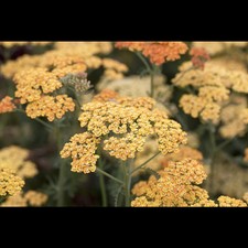 Achillea millefolium terracott gebraucht kaufen  Deutschland