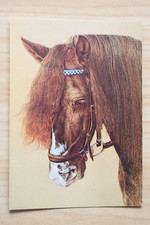 Pferd postkarte horse gebraucht kaufen  Berlin