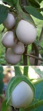 Eier baum baum gebraucht kaufen  Kaiserslautern
