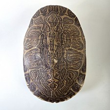 Vintage turtle shell for sale  North Hollywood
