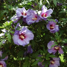 Hibiscus marina mini for sale  PETERBOROUGH
