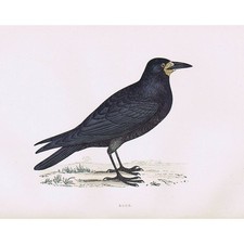 Birds rook hand for sale  GLASGOW