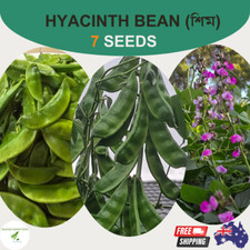 Feijão-jacinto orgânico (শিম) 8 sementes calço de Bangladesh de rendimento muito alto oz cultivado comprar usado  Enviando para Brazil