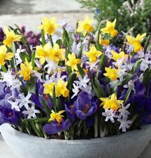 Pots colour mix for sale  IPSWICH