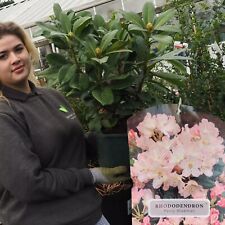 Rhododendron percy wiseman for sale  HARLOW