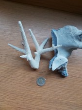 Dry coral for sale  WIGAN