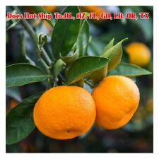 Calamondin orange tree for sale  Fort Mill