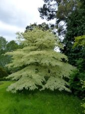 Cornus controversa variegata for sale  NEWRY