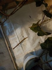 Eggs phasme d'occasion  Beaupréau