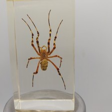 Inclusions insectes entomologi d'occasion Inclusions insectes entomologi d'occasion  Lagny-sur-Marne