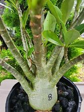 Adenium thai soko for sale  Altoona