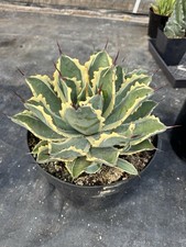 Agave ovatifolia variegated for sale Agave ovatifolia variegated for sale  San Diego