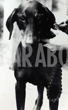Vintage animali doberman usato  Roma