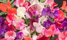 Mixed sweet pea for sale  TONBRIDGE