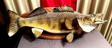 Beautiful walleye taxidermy for sale  Dover