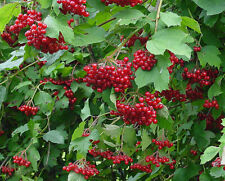 Guelder rose hedge for sale  LLANELLI