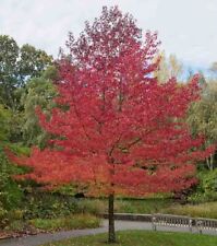 Two sweetgum trees for sale  Paducah