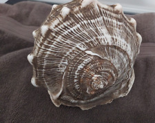 Large cassis madagascariensis for sale  Jefferson