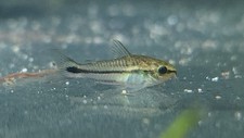 Pygmy corydoras live for sale  Marysville