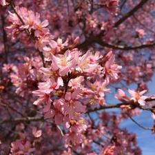 Prunus okamé cerisier d'occasion  Pouzauges