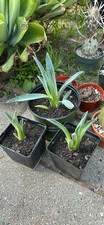 Agave americana blue for sale  South Pasadena