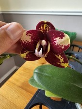 Phalaenopsis bad candy for sale  SHREWSBURY