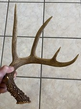Mint dark 5pt for sale  USA