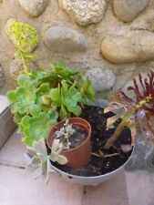 Lot plantes aéoniums d'occasion  Saint-Cyprien