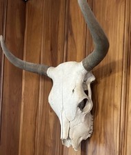 Large authentic cow for sale  Oakdale