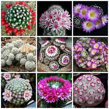 Semi miscuglio mammillaria usato  Nizza di Sicilia