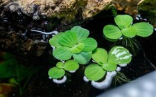 Small dwarf water for sale  Cicero