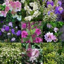 Hebe shrub plant for sale  MARCH