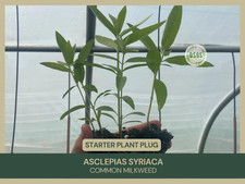 Asclepias syriaca common for sale  Portville
