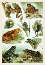 Vintage frogs pond for sale  LEEDS