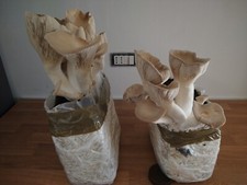 Micelio liquido pleurotus usato  Vercana