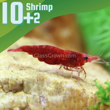 Red cherry dwarf for sale  Lawrence