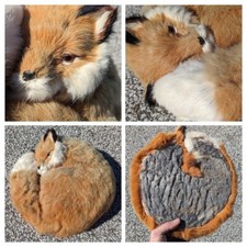 Red fox taxidermy for sale  Cleveland