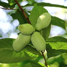 Asimina triloba paw for sale  SOUTHAMPTON
