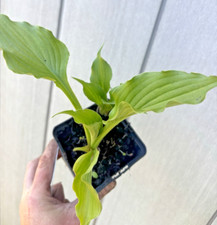 Hosta purple sensation for sale Hosta purple sensation for sale  WIGTON