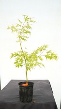 Acer palmatum shiraname for sale  Hendersonville